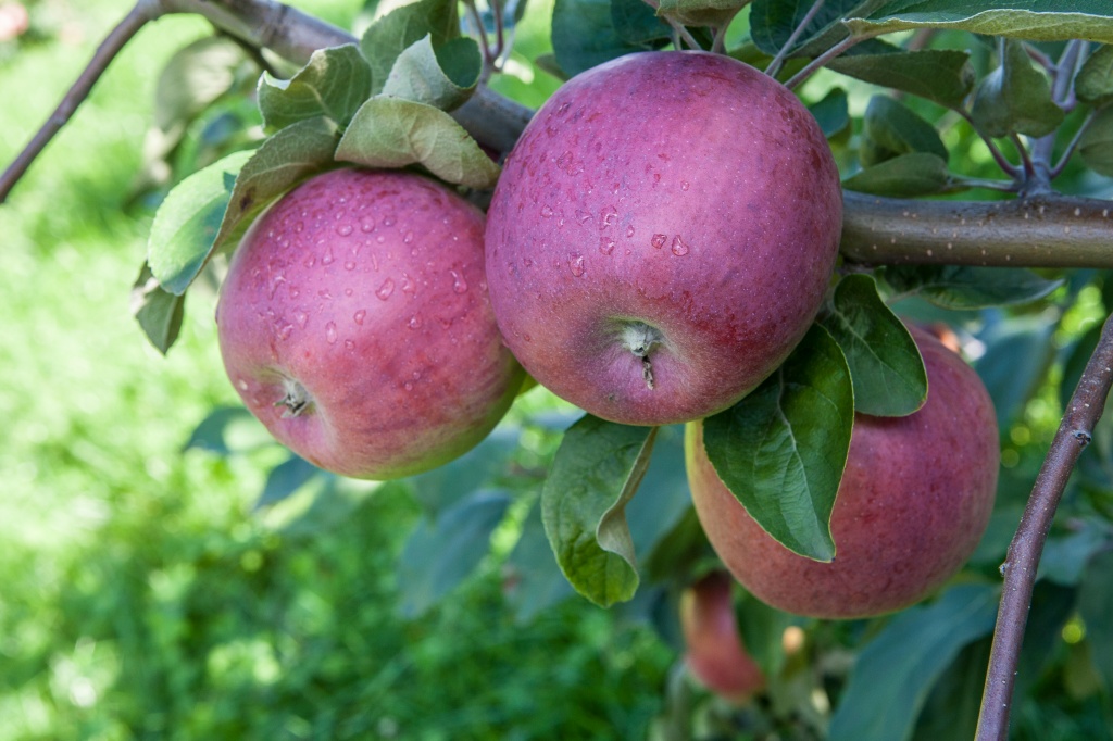 В Липецкой области собрали 1,8 тыс. тонн яблок нового урожая.